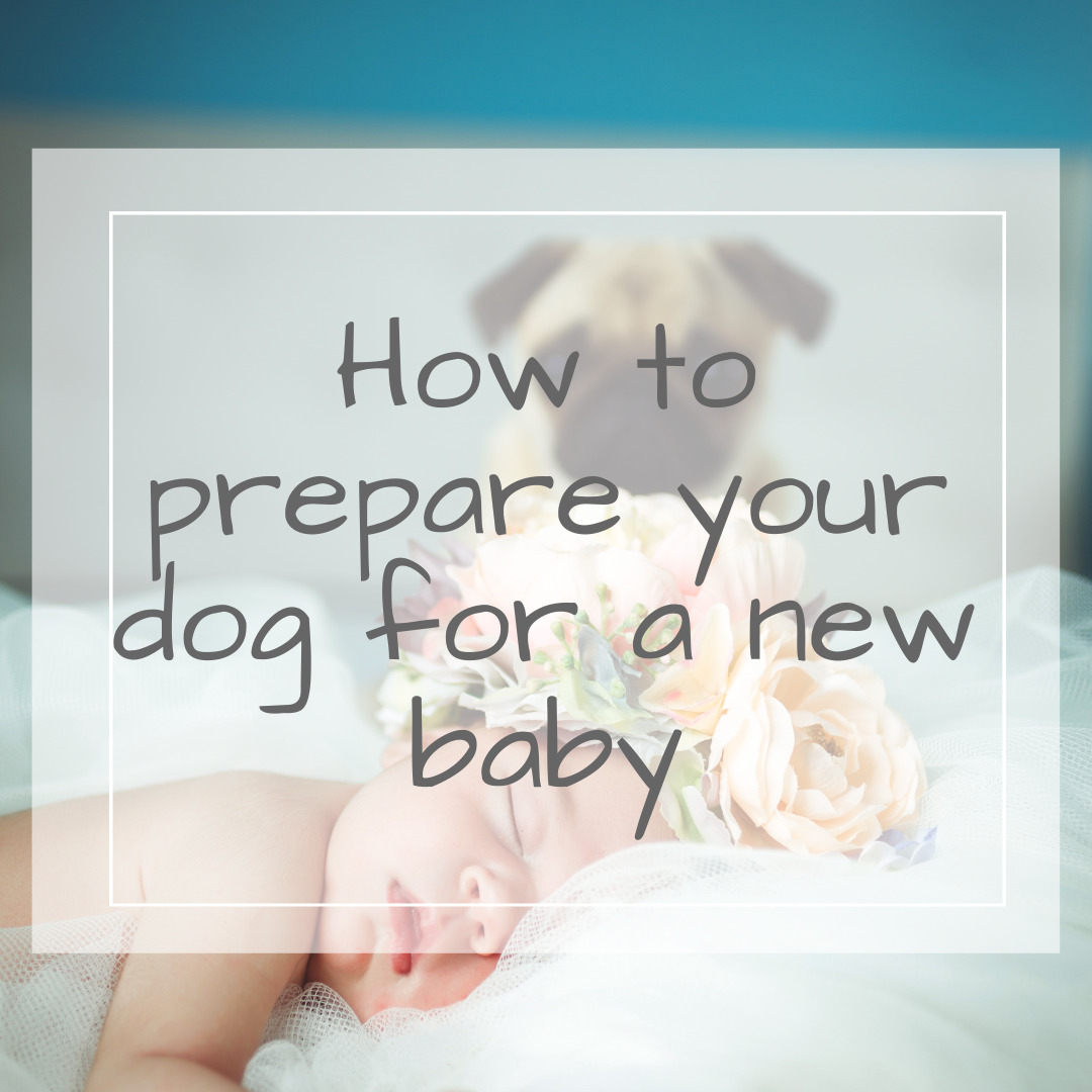 How To Prepare Your Dog For A New Baby - Navigating Baby